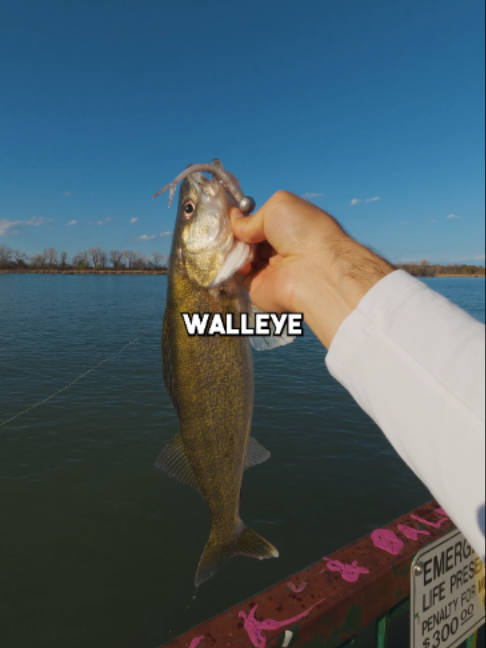 @Stef Fish