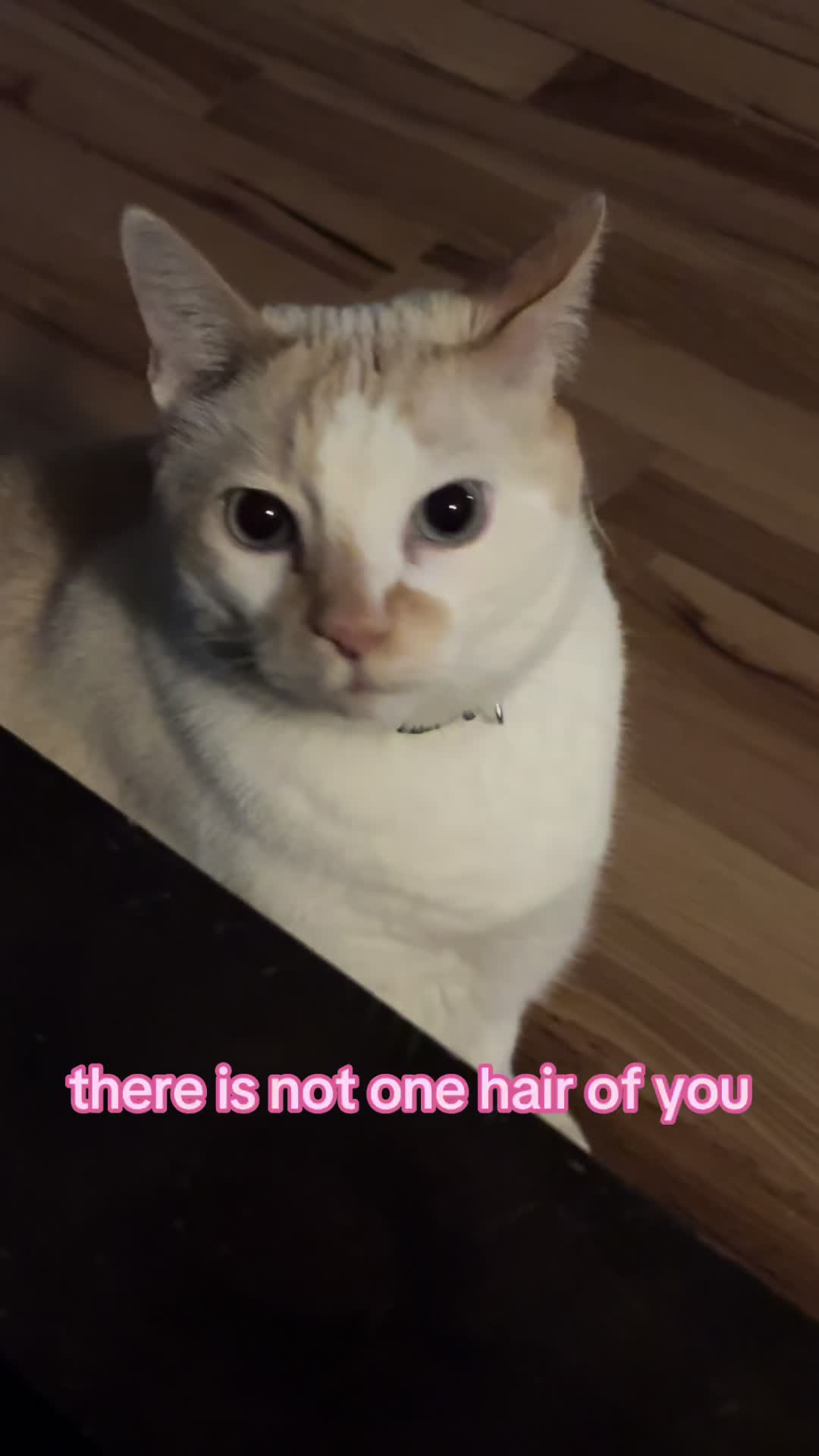@artemis 𓆩ᥫ᭡𓆪