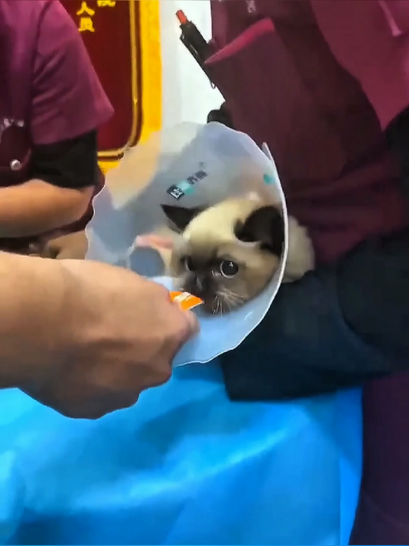 @Pets Giggles