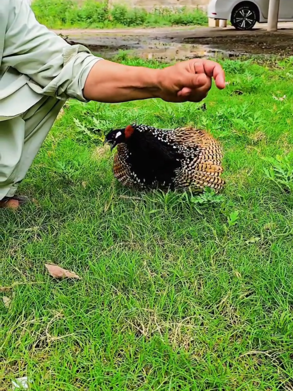 @Birds Lover