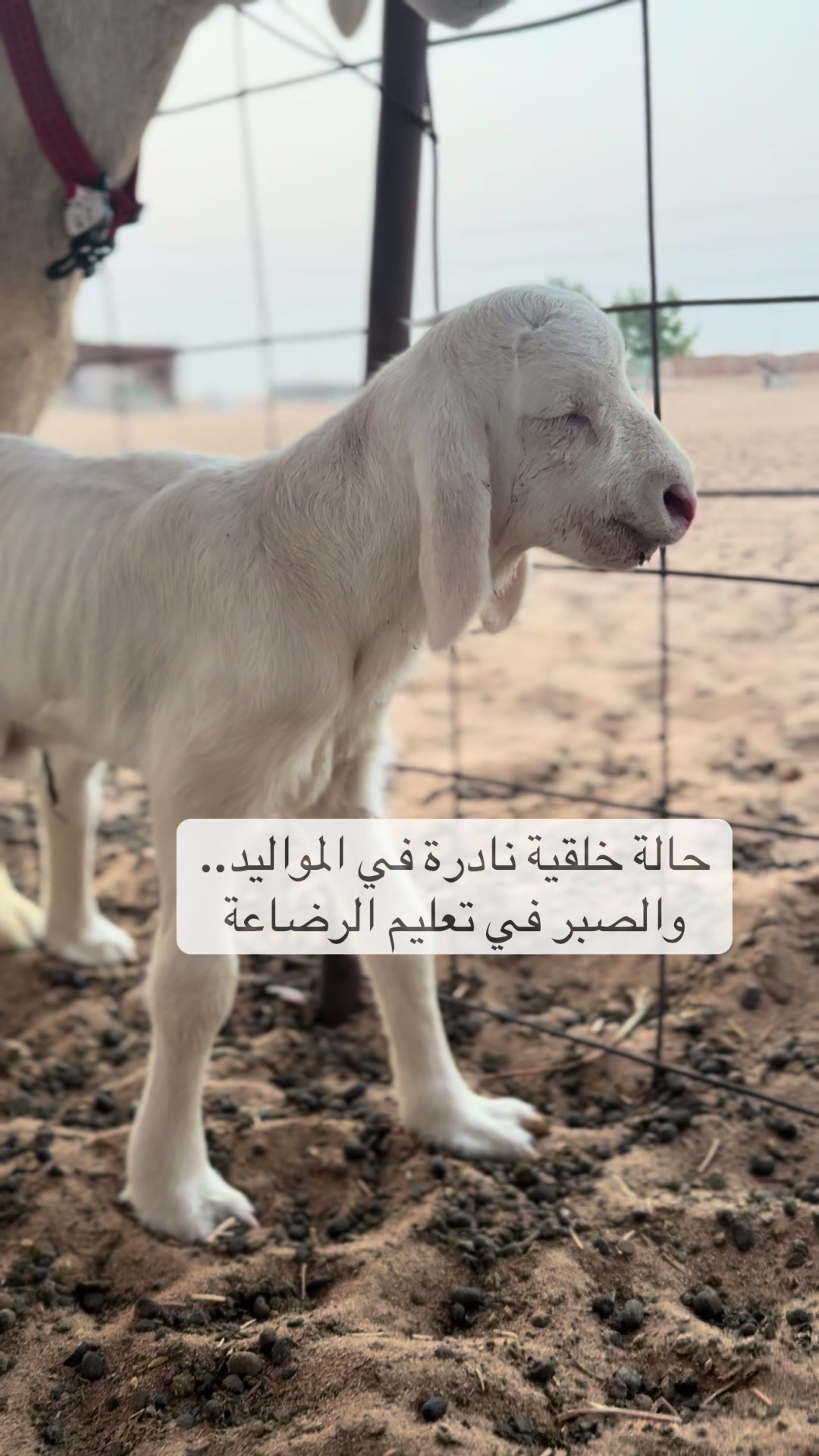 @ترند المربي-خالد المزيني