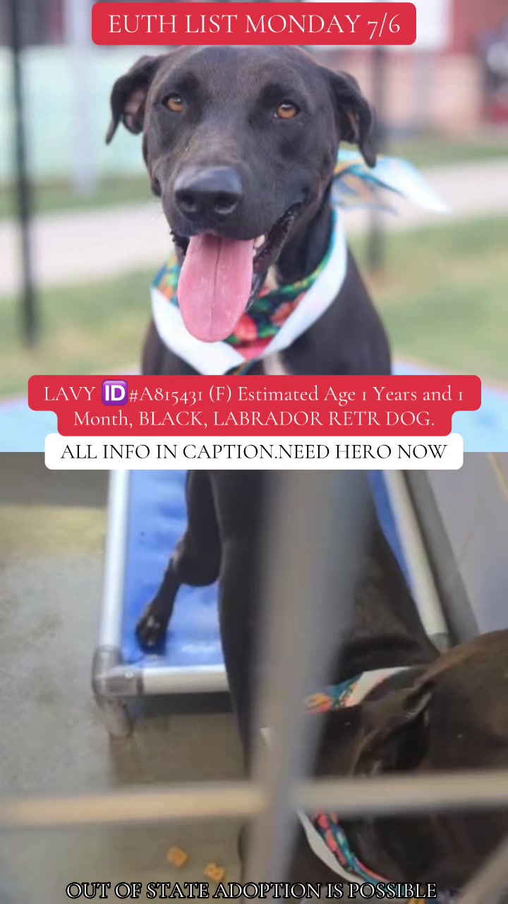 @@rescuedogs911