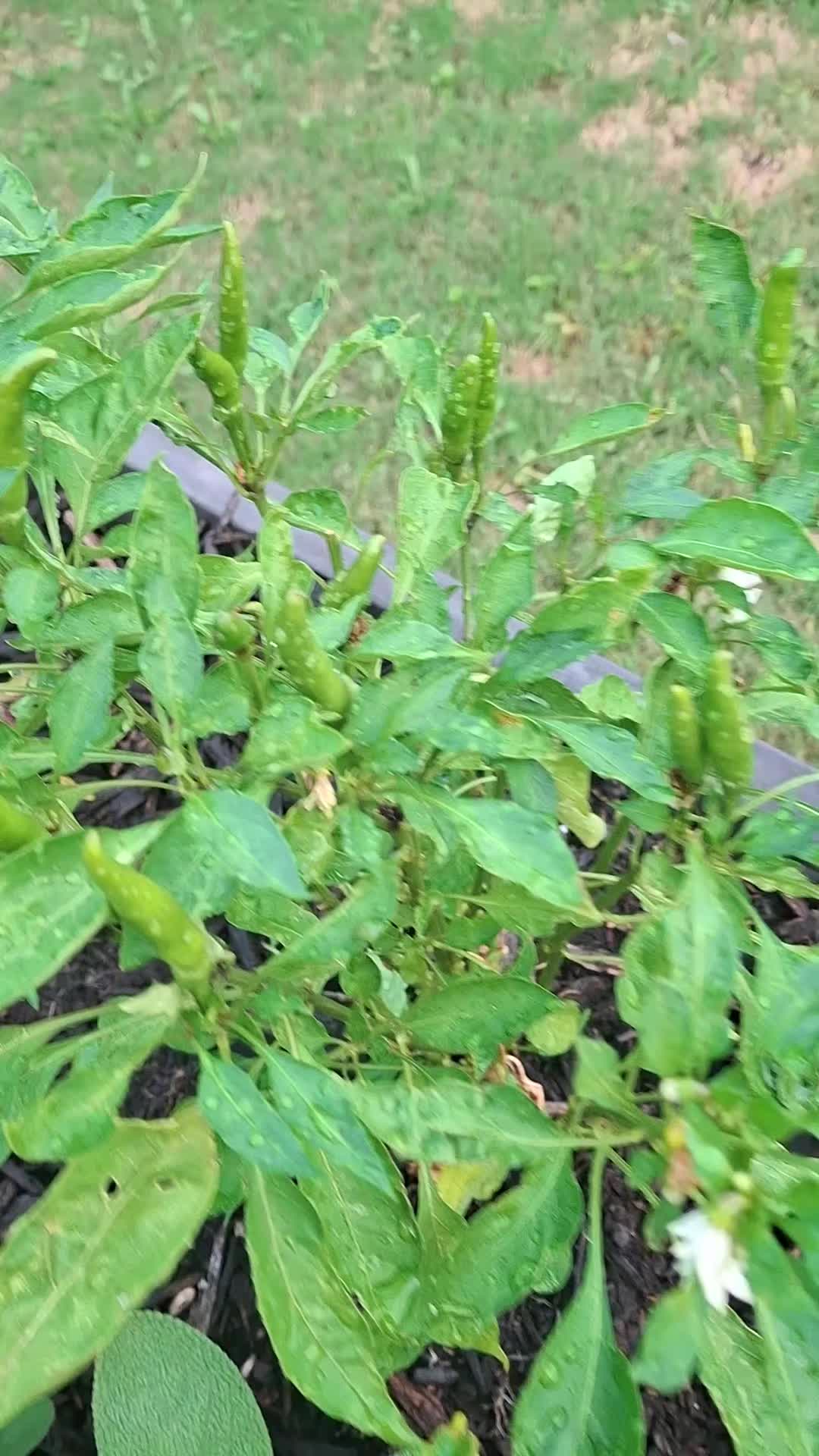@gardening is Brutal.....