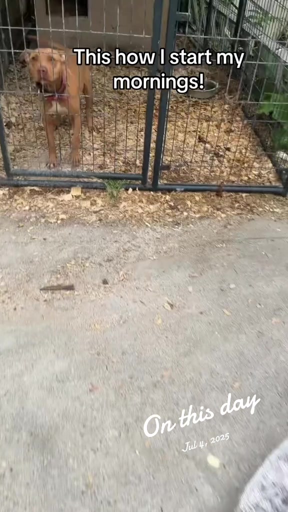 @Jeep Rascal Kennels