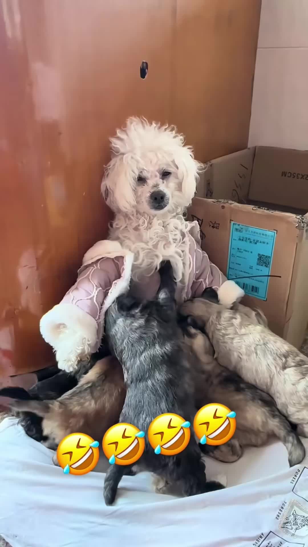 @cuteanimals472