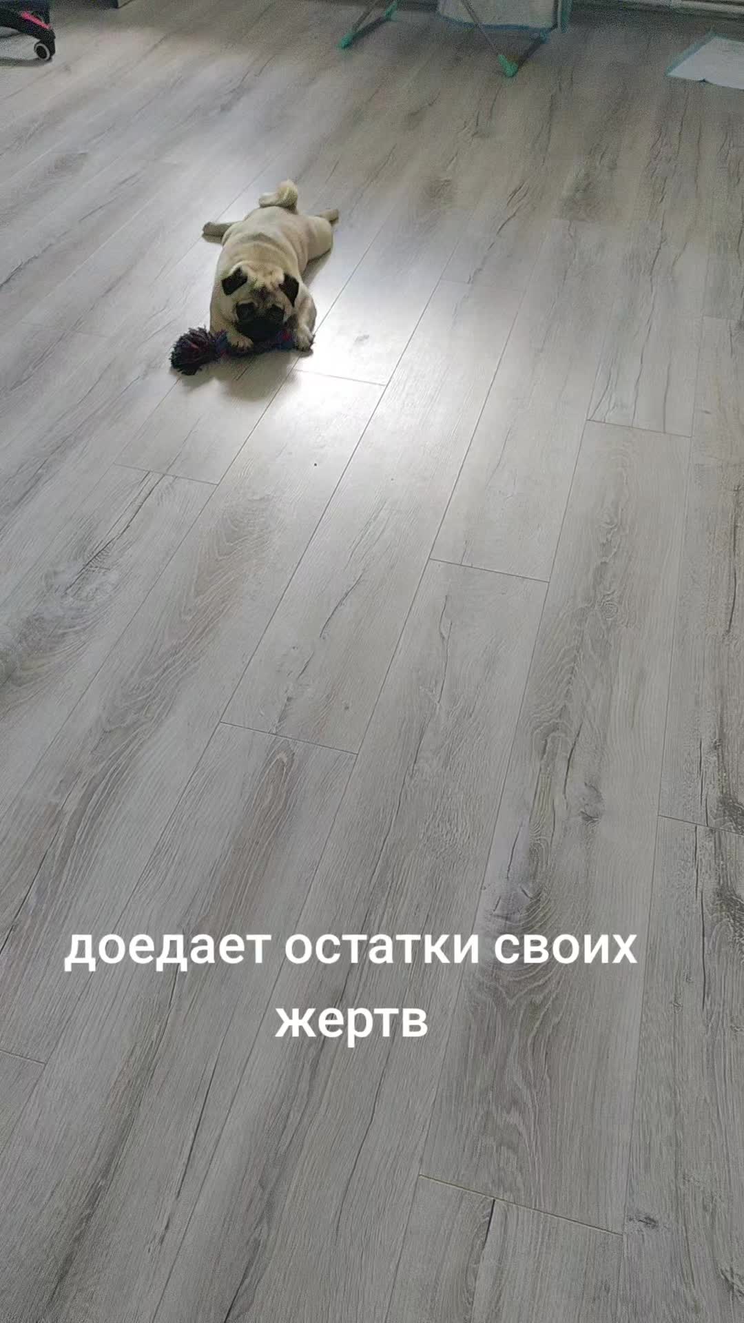 @ЧИПУНЕТСКИЙ👑