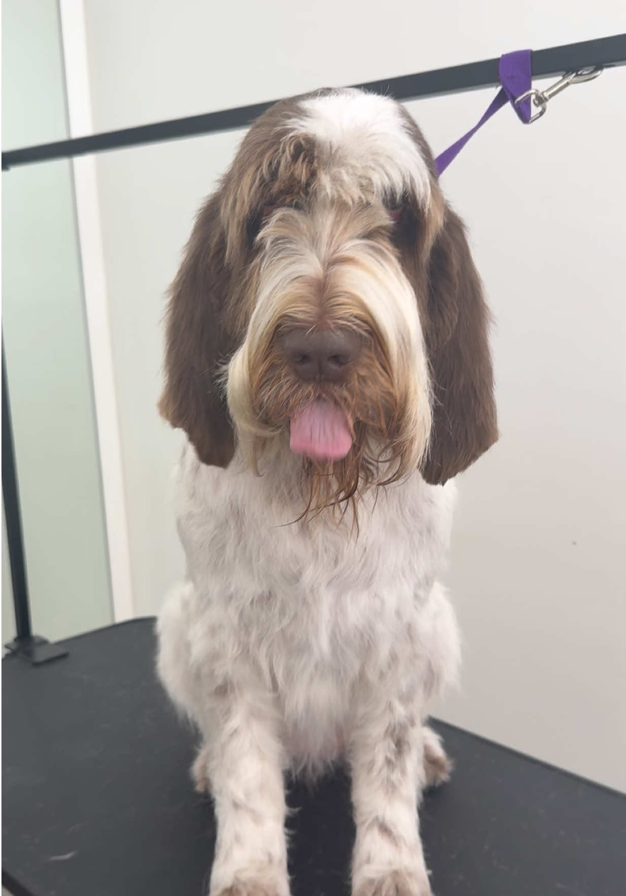 @Julia_theGroomer