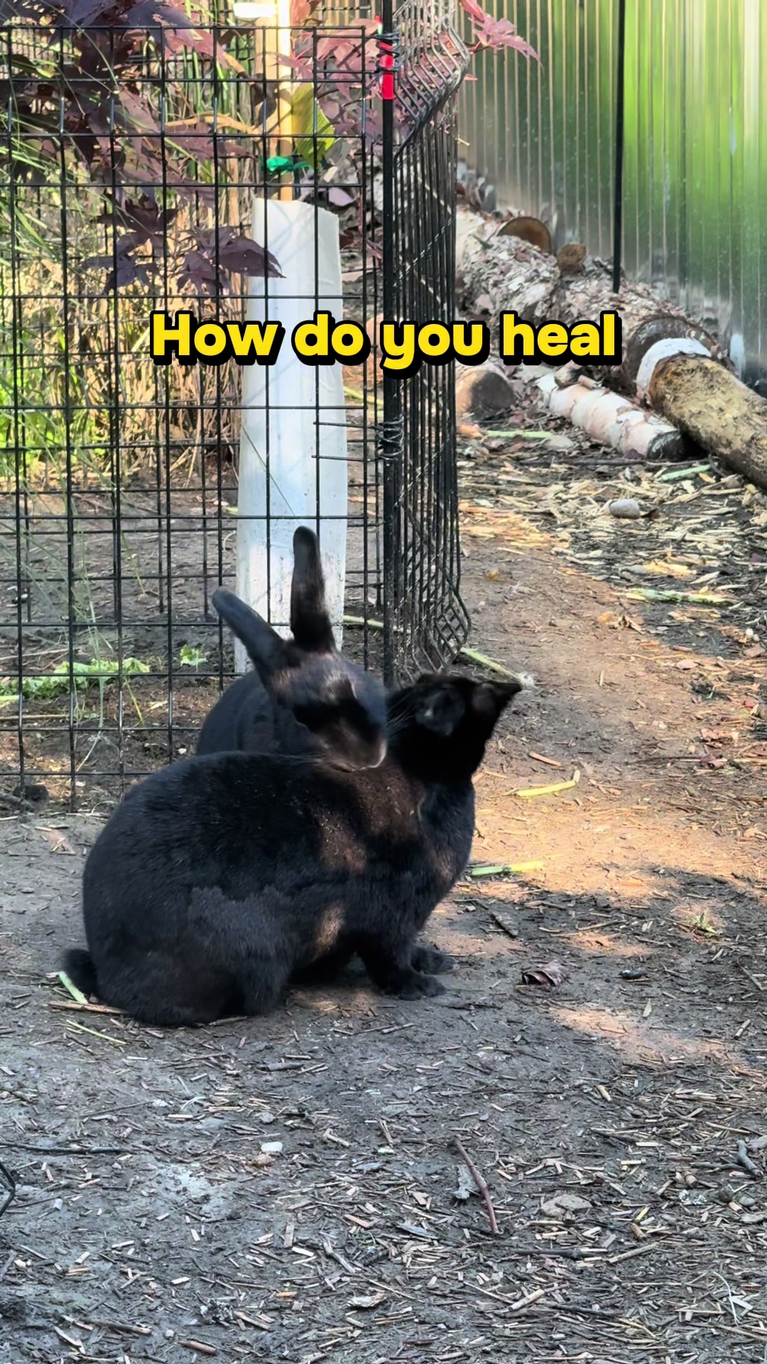 @JuliesSanctuary