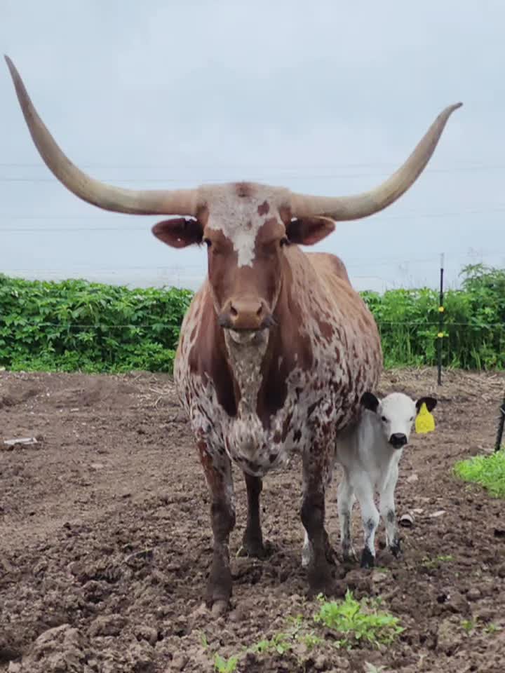 @Angela Weckler🐄