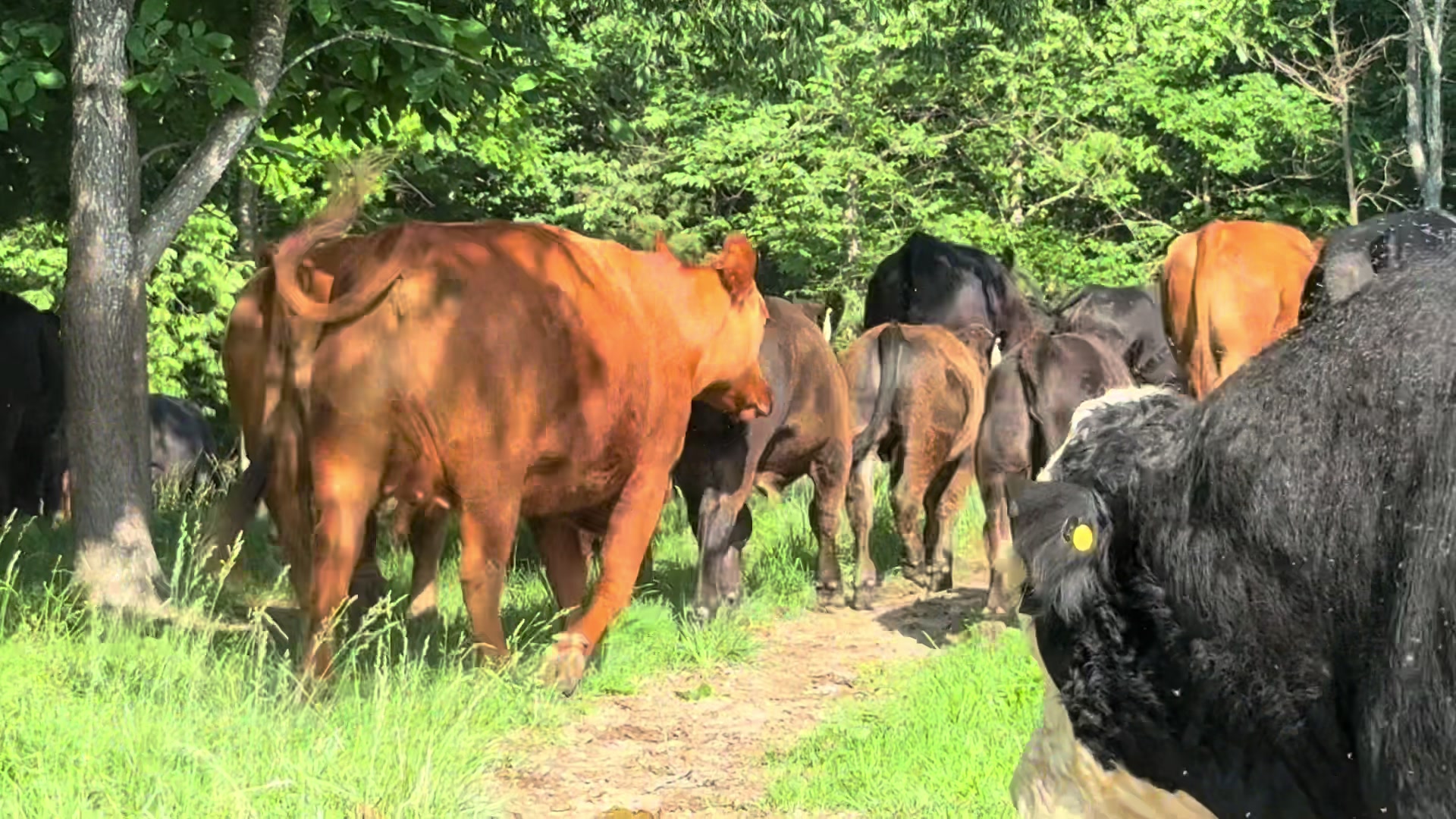 @Massey Land & Cattle