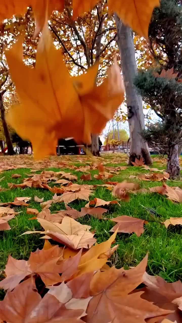 @muj627