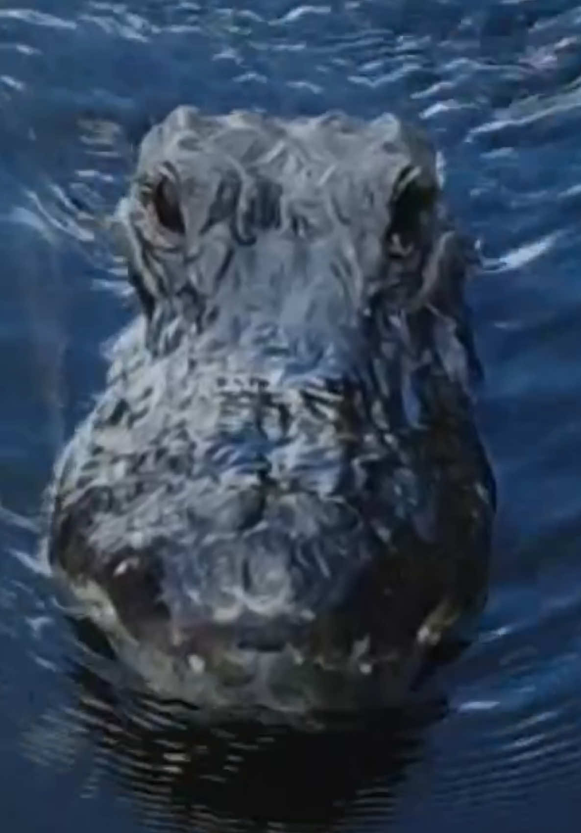 @Tommys_reptiles