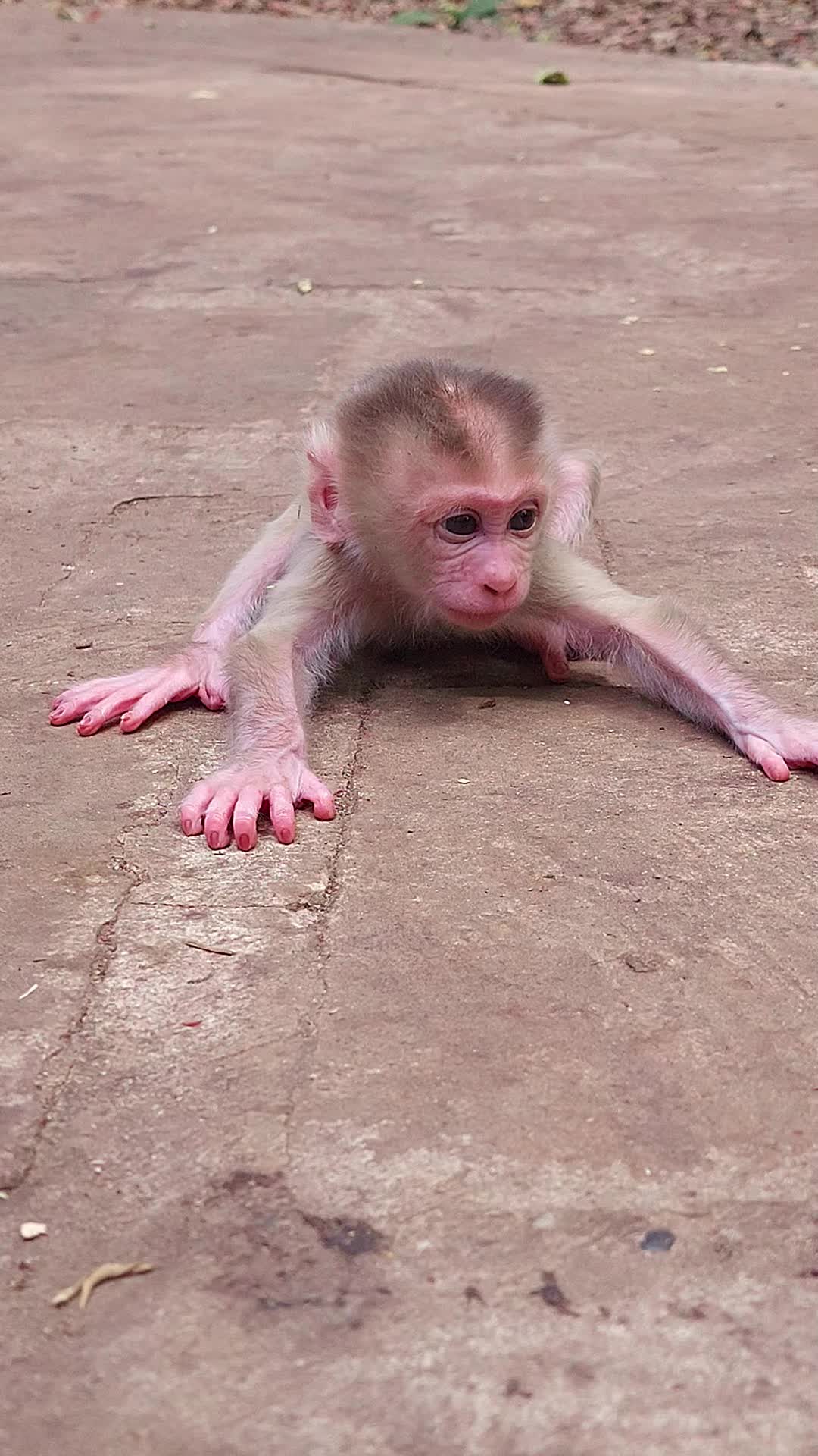 @Monkey Cambodia