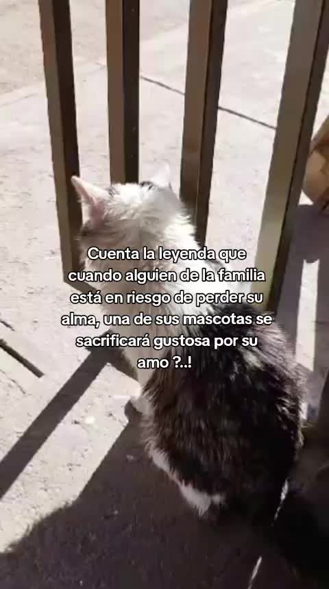 @lunita