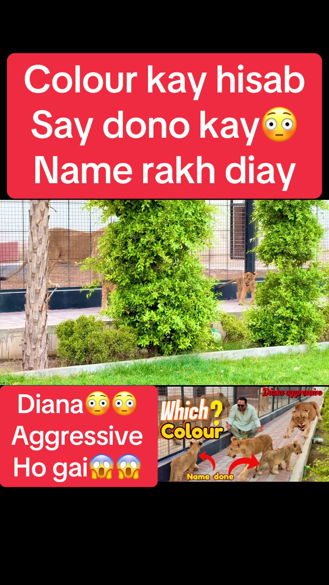 @Mian saqib