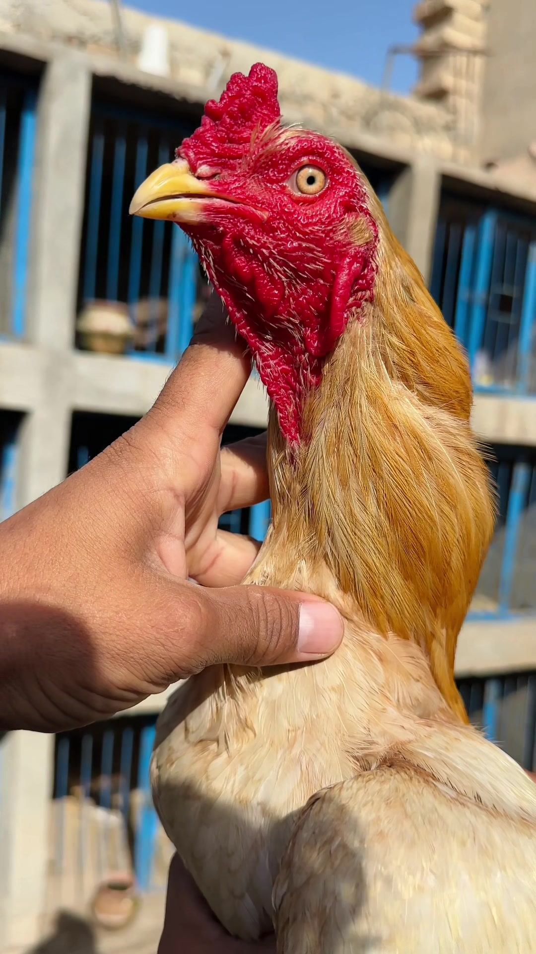 @Professionalaseelbirds2