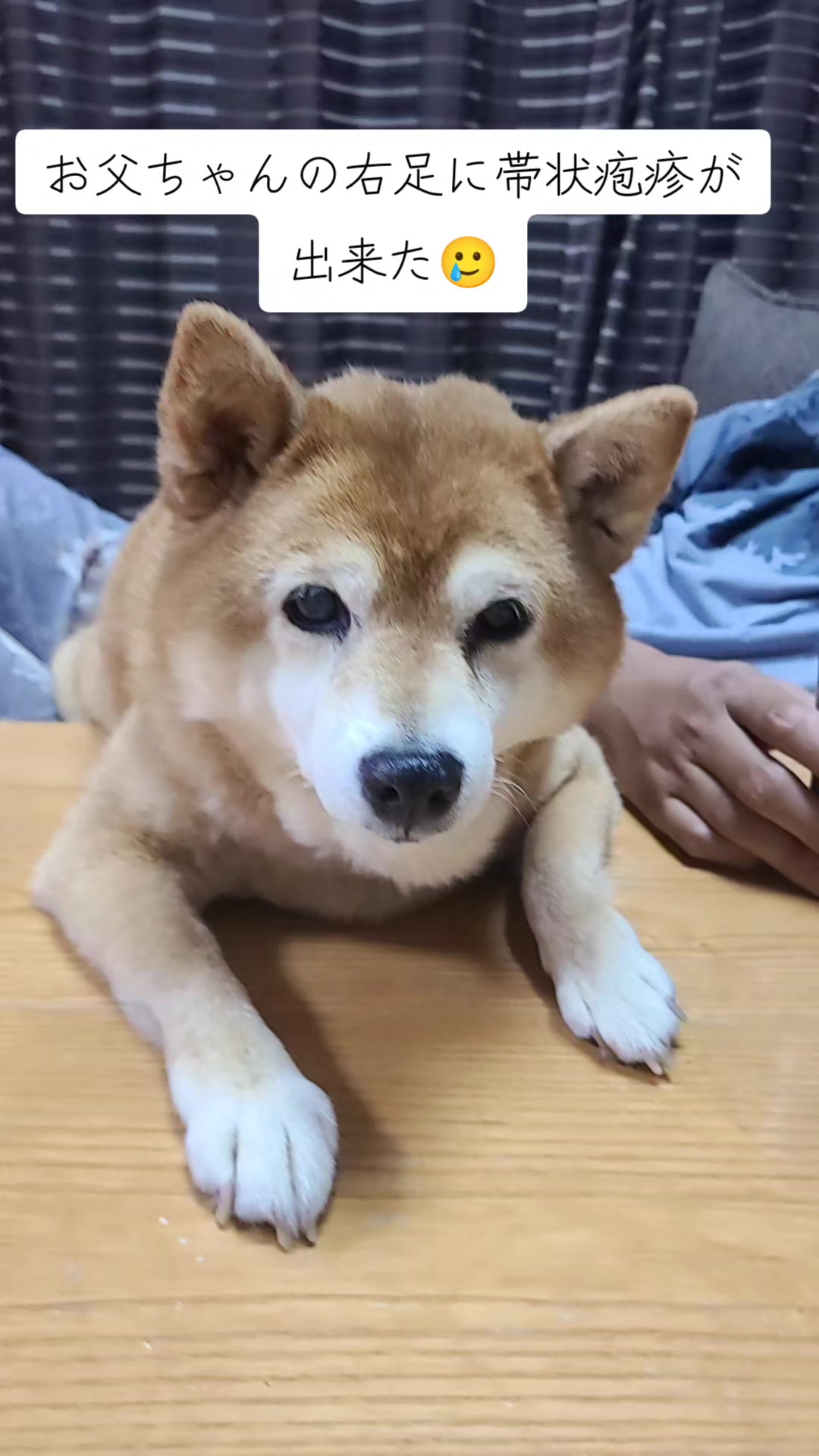 @わんわんニャンニャン🐱🐶