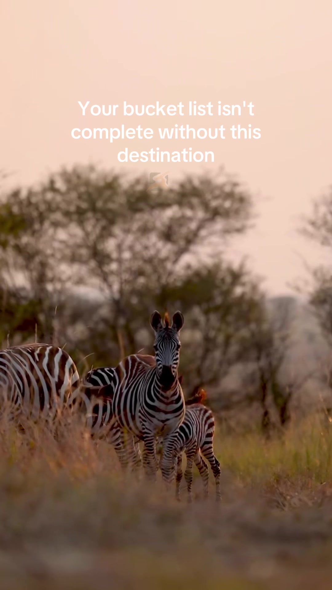 @Tanzania Safari Experience