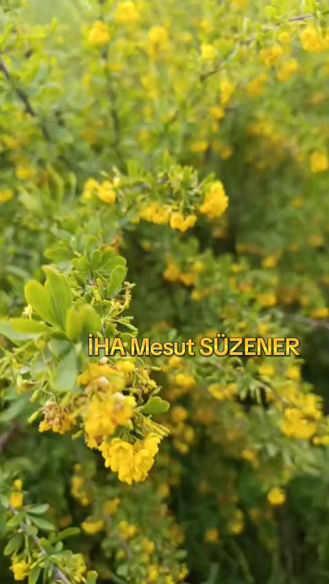 @mesut s&uuml;zener