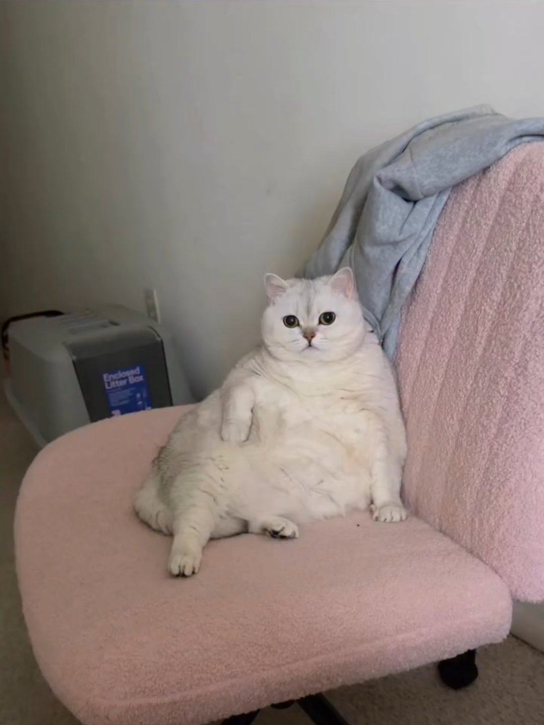 @Chonky World Of Cats