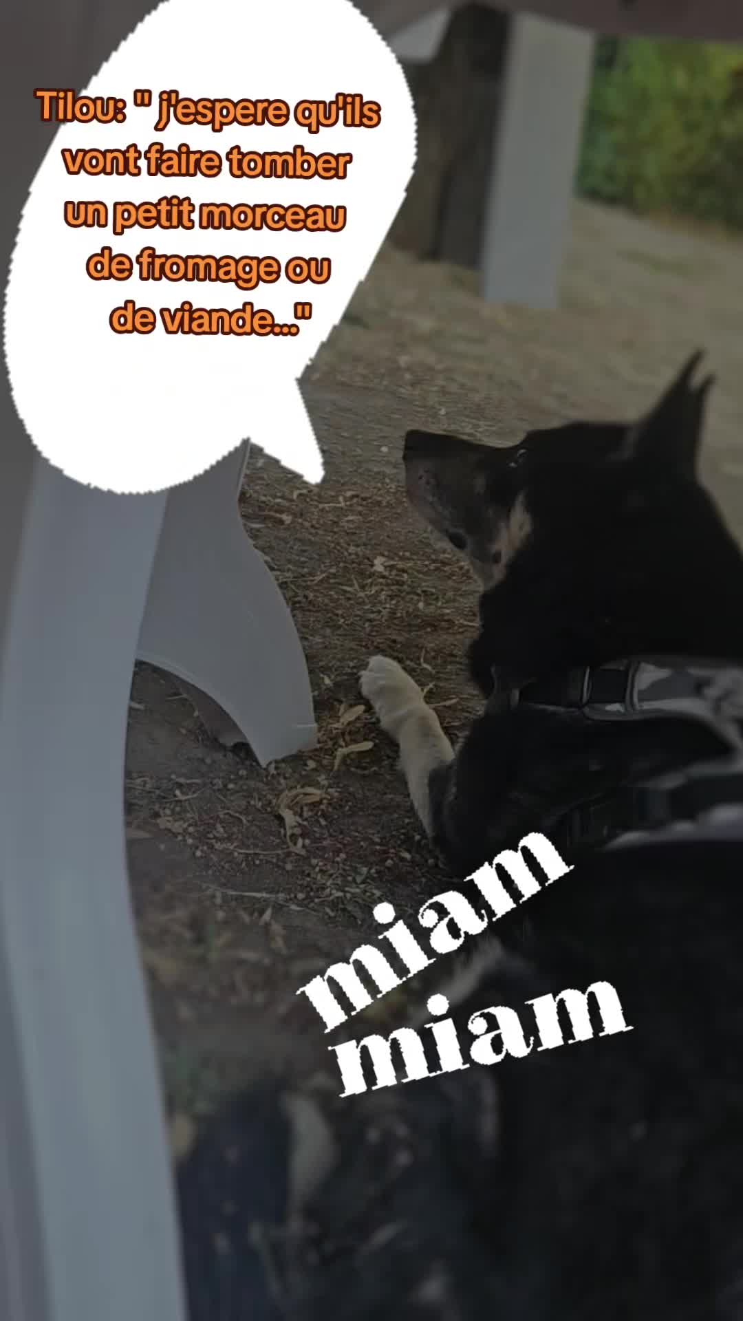 @laura mom and dogmom
