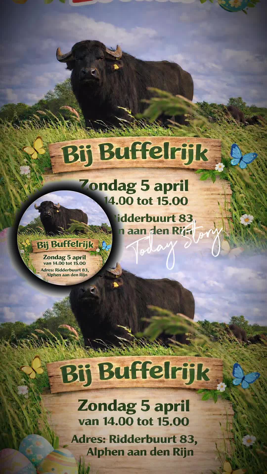 @schapenfokkerij l.kammeraad