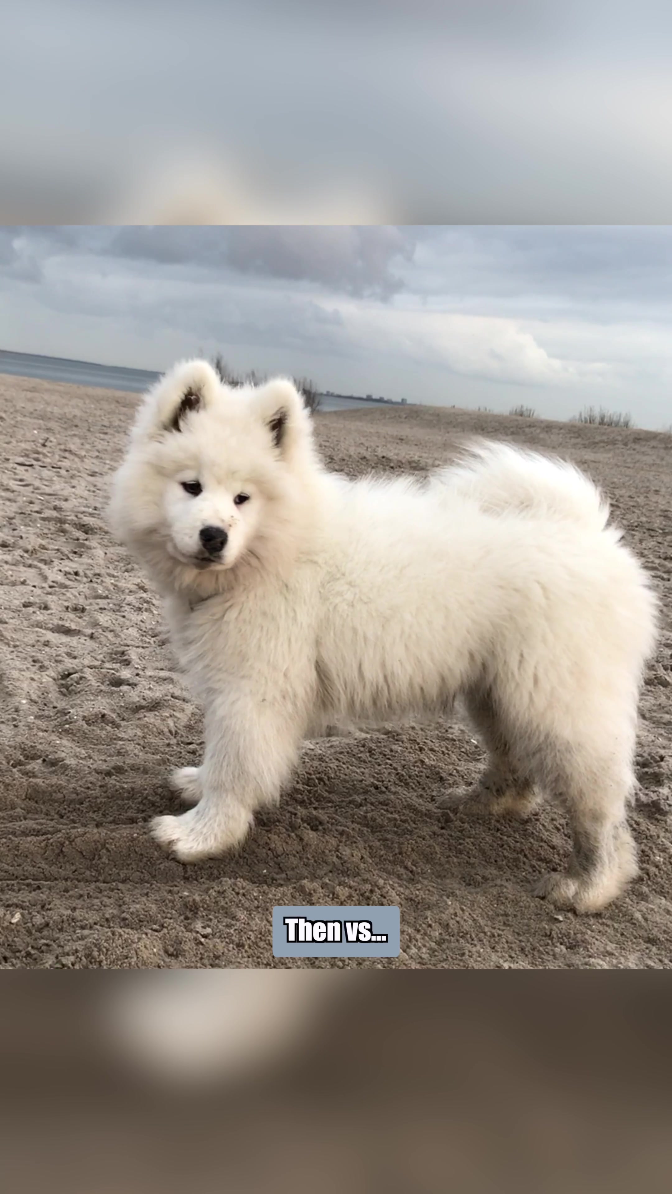 @wanderlust_samoyed