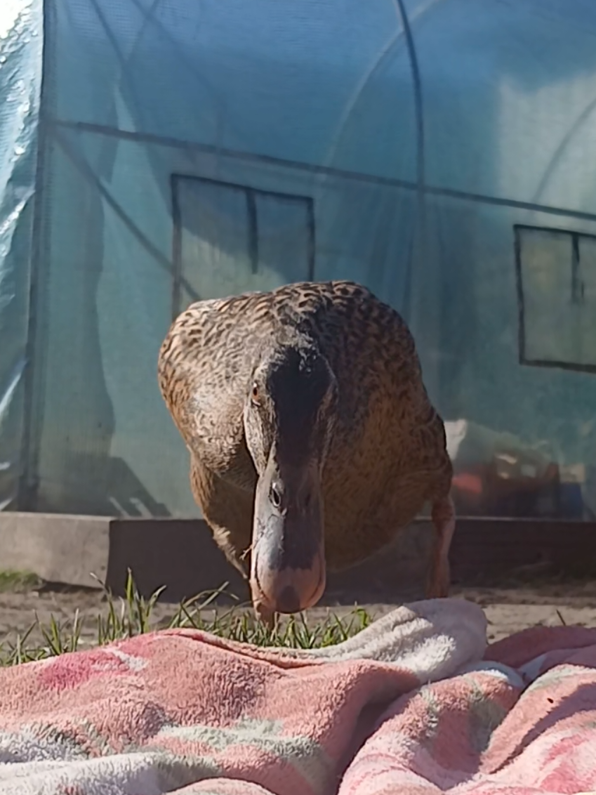 @Kaczogr&oacute;d u Milki🦆🦆🦆🦆