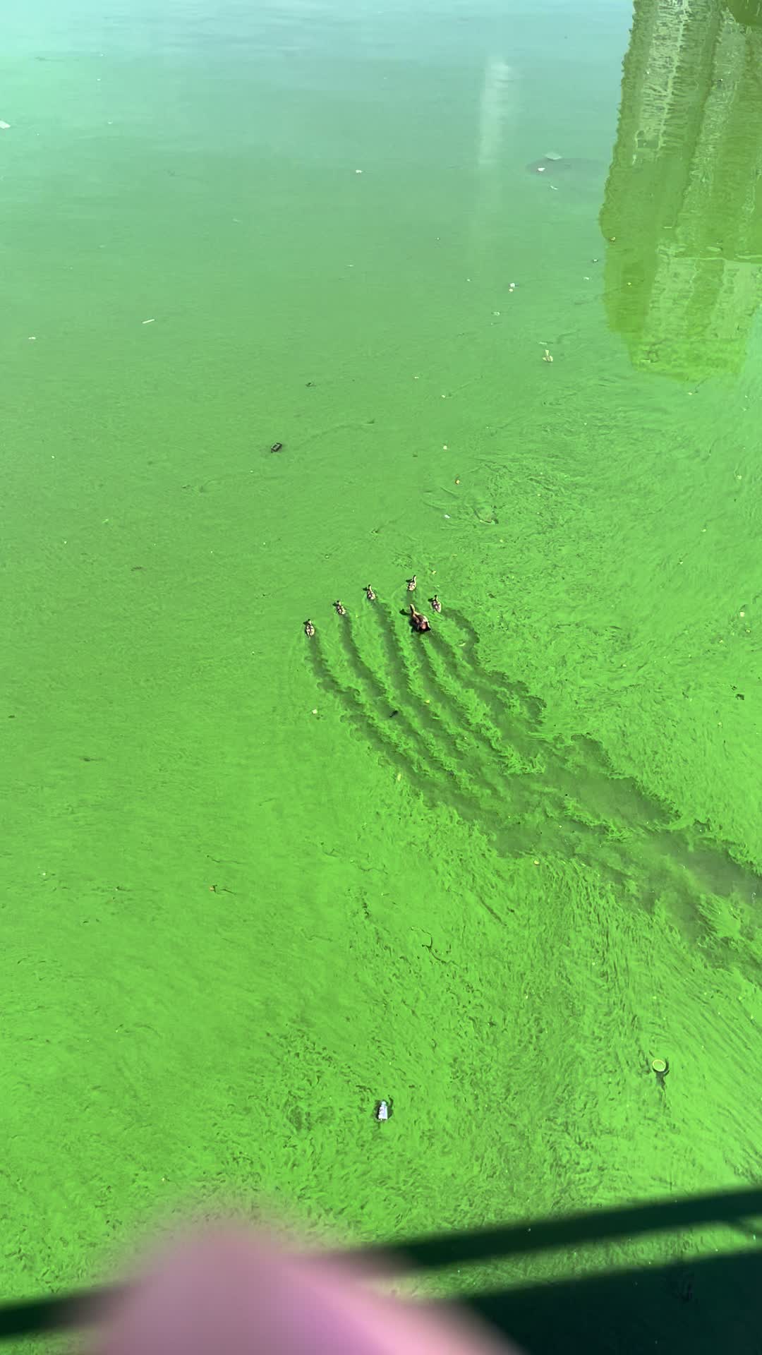 @Harut