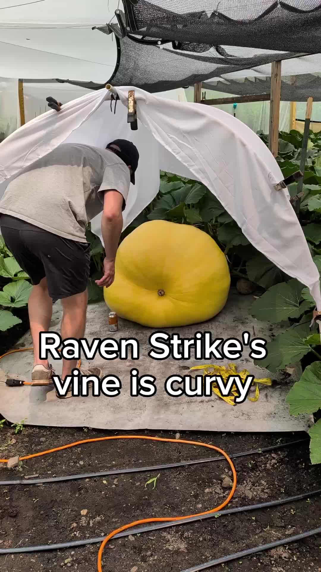 @bigpumpki
