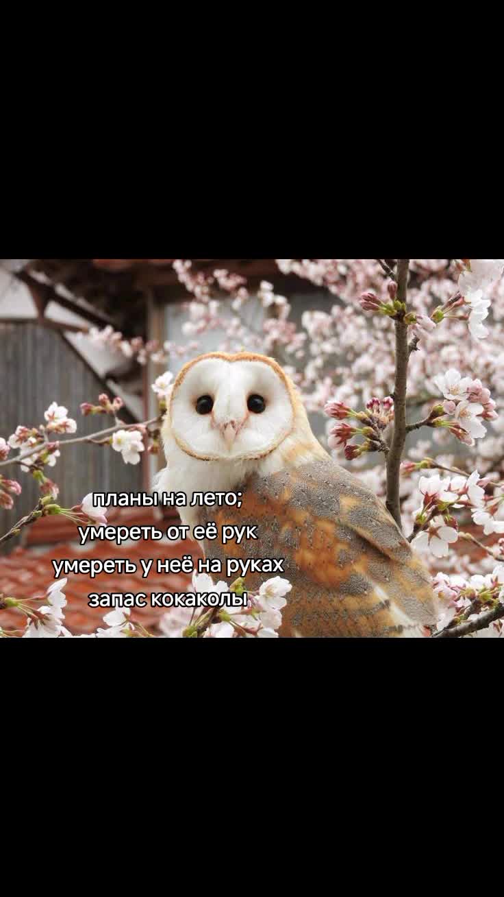 @тайлер сочный