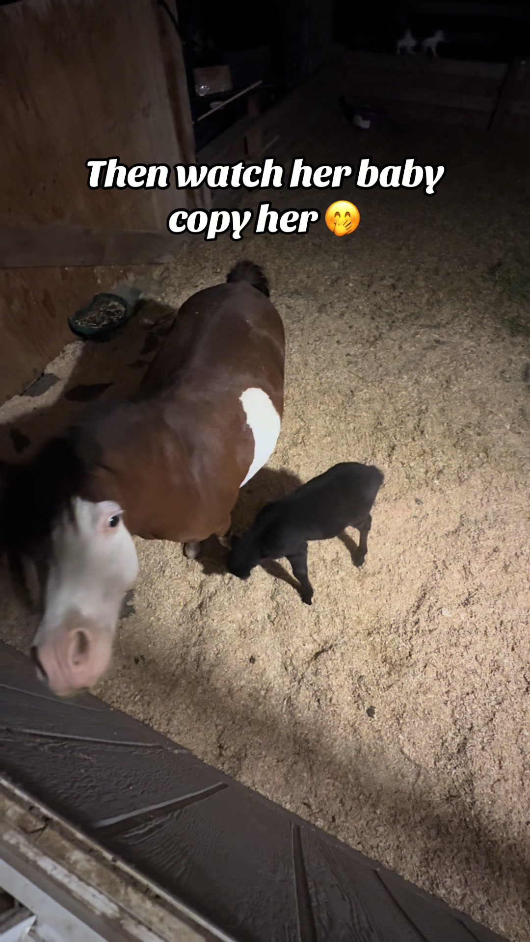 @Hot Sauce the Mini horse 🐎