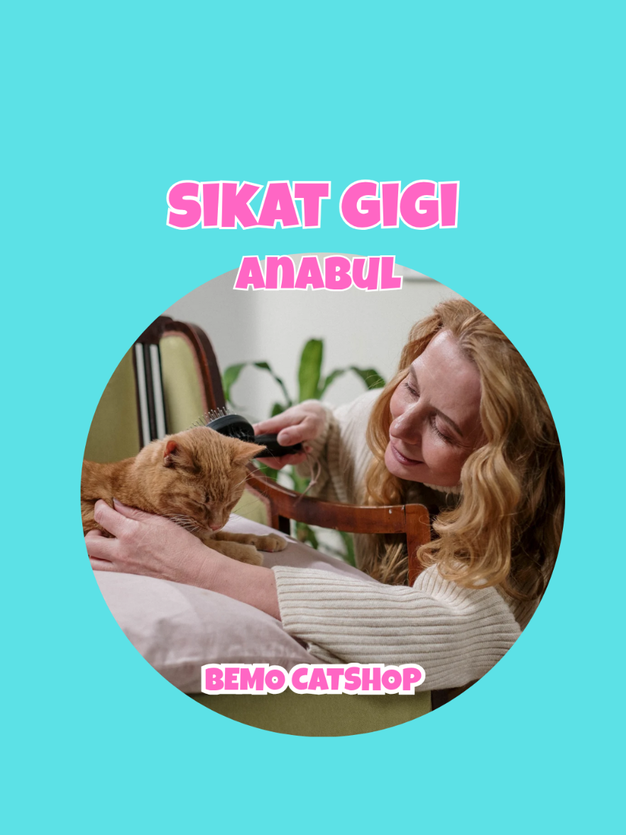 @Bemo Catshop