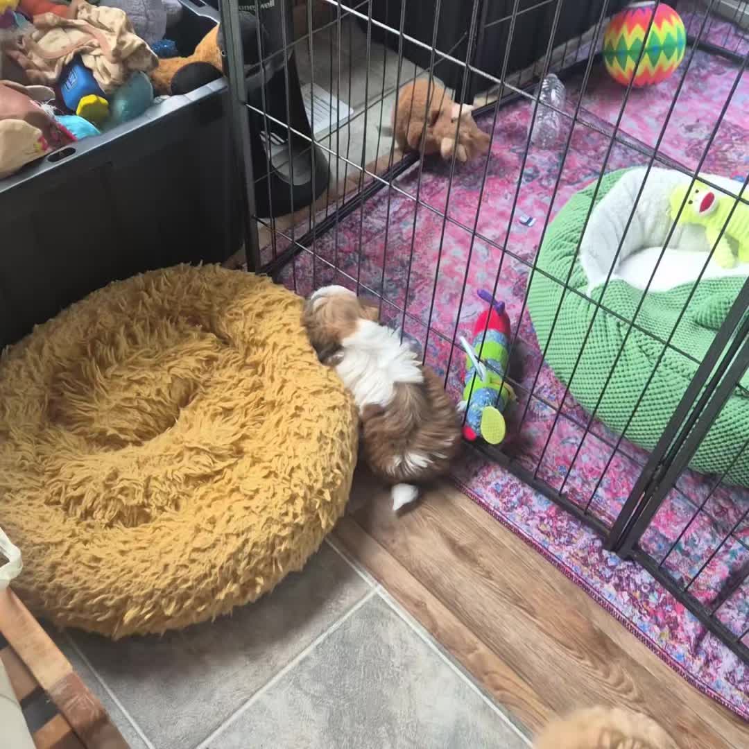 @Barb's Precious Pups
