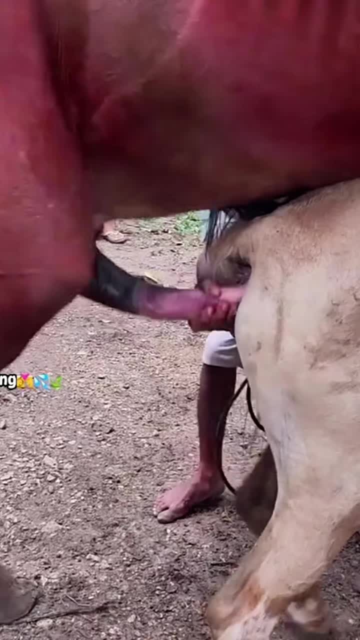 @horsebreeder