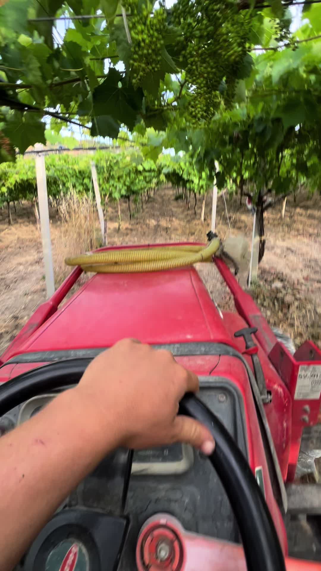@DV.farm96
