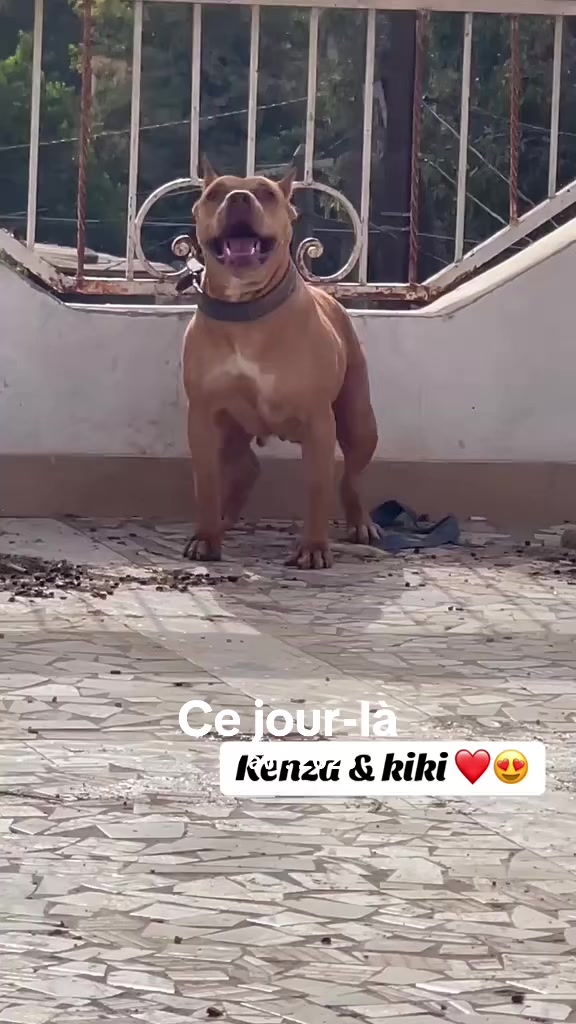 @Momoparleauxchiens🇸🇳🇩🇪