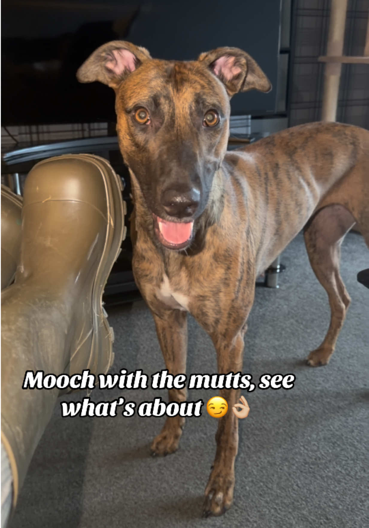 @Danni๐งธ | The Lurchers & Co.๐
