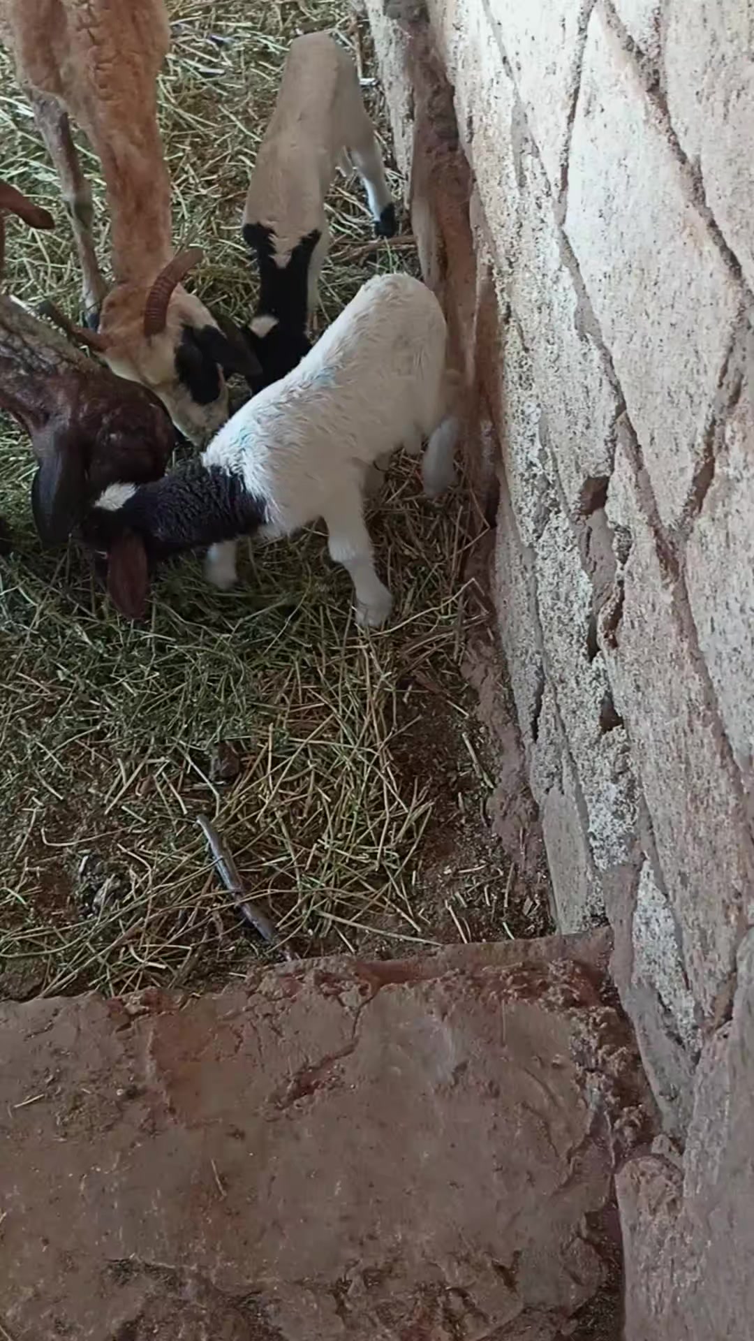 @الزعيم