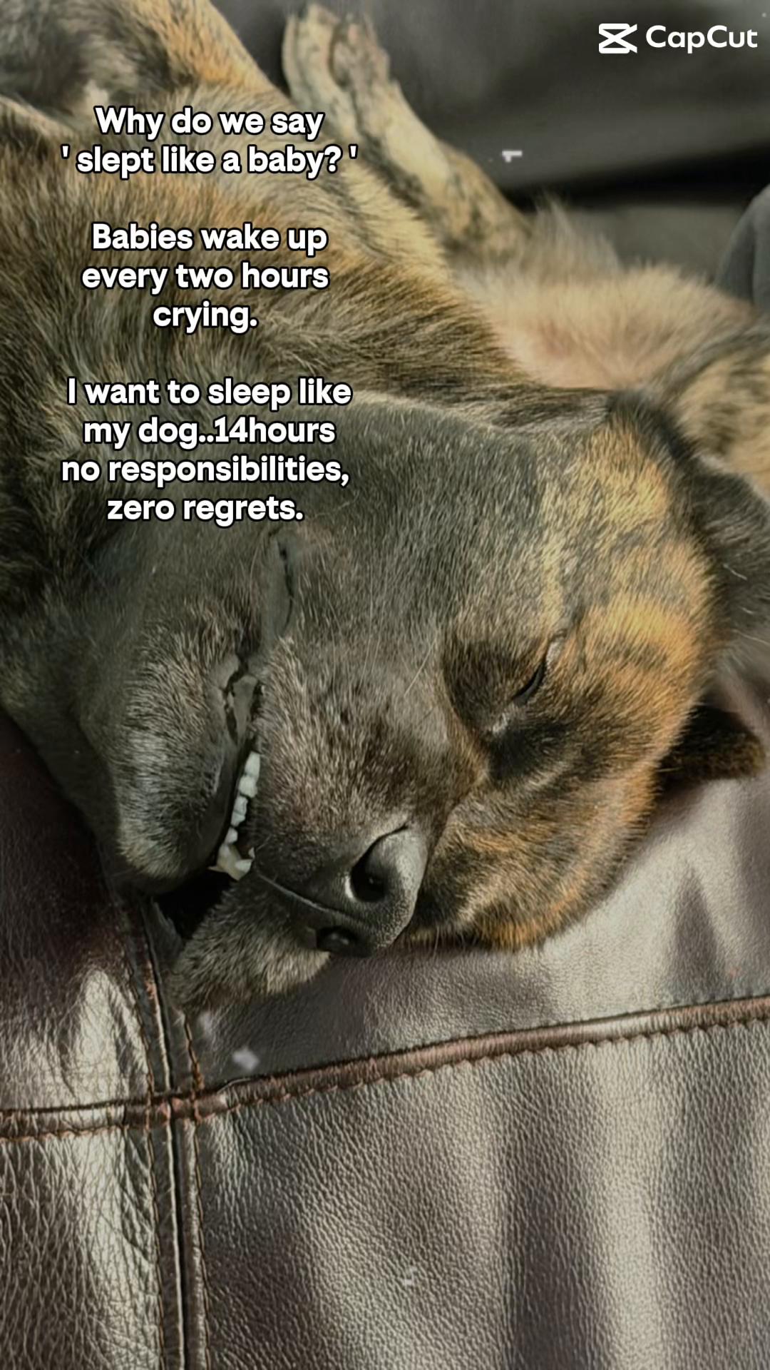 @Rosey’s Page☺️🐾