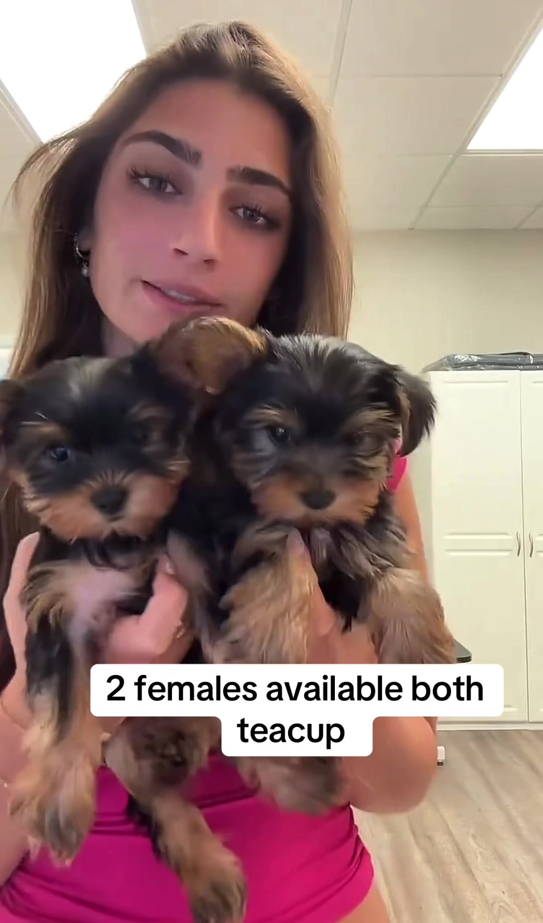@Yorkies puppies for Adoption
