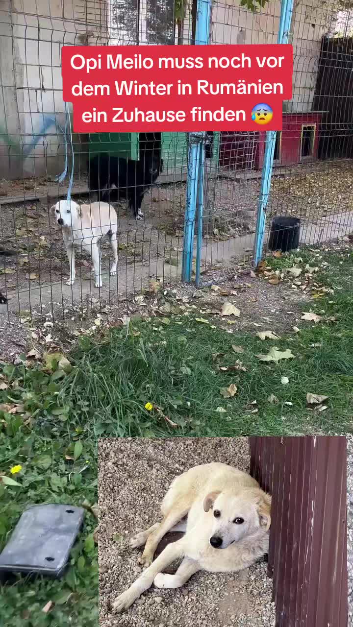 @rescuersalexandria