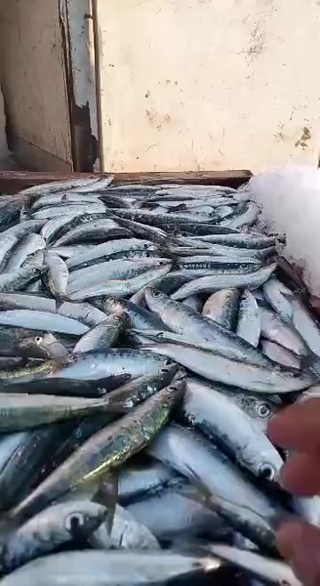 @Fouad pêcheur