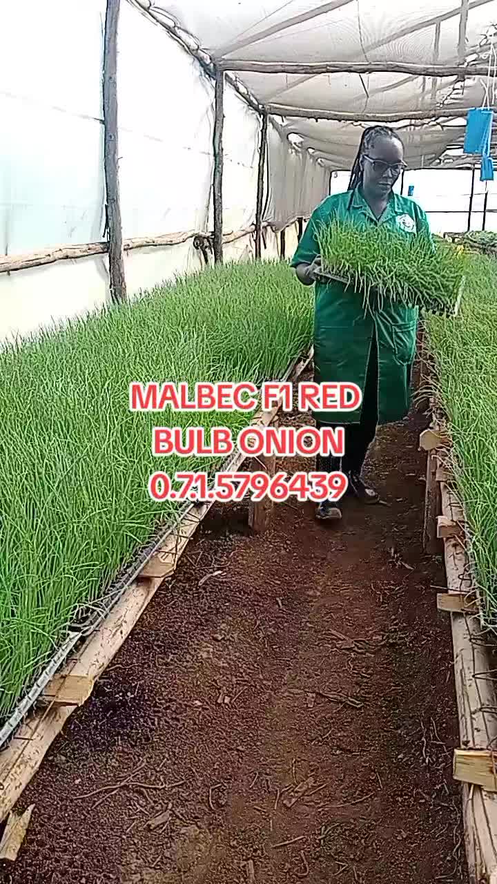 @wambuku thefarm empress