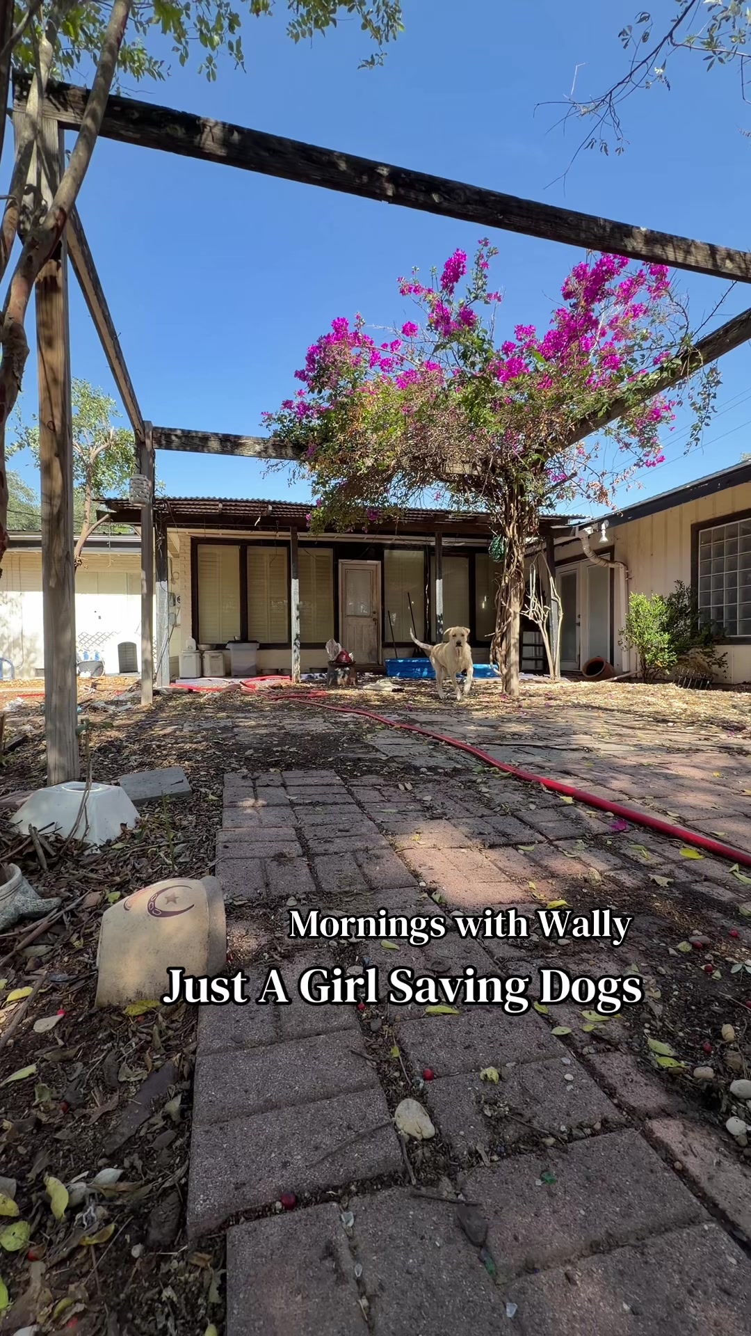 @Just A Girl Saving Dogs
