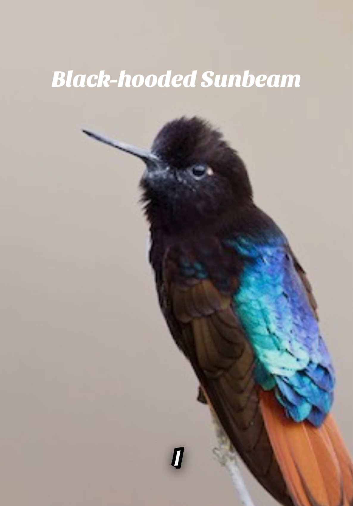 @Unique Bird Facts