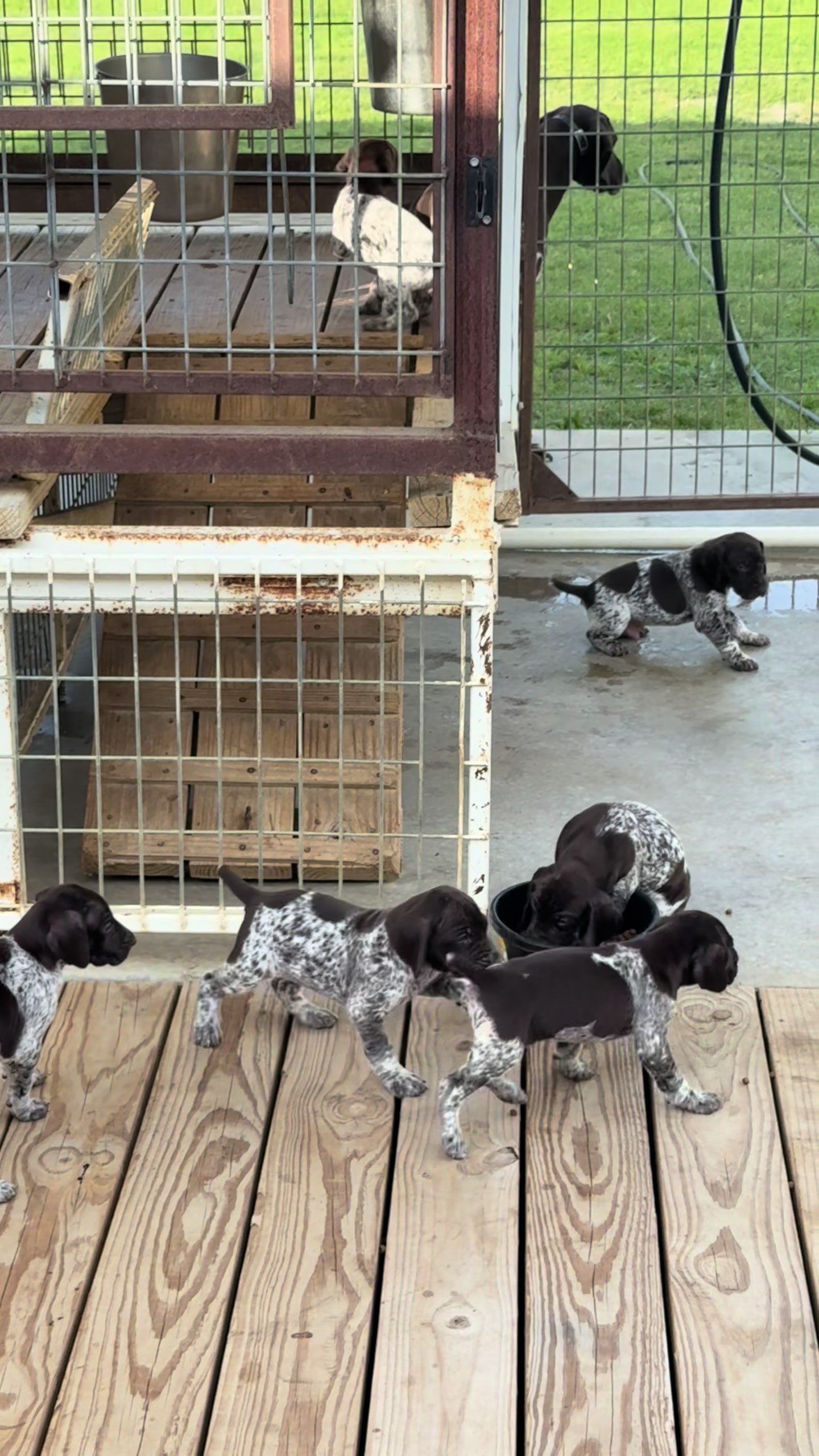 @heritagegspkennels