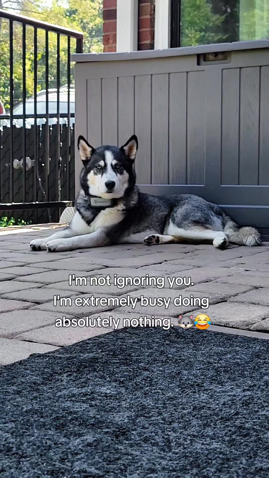 @the Hussey Husky