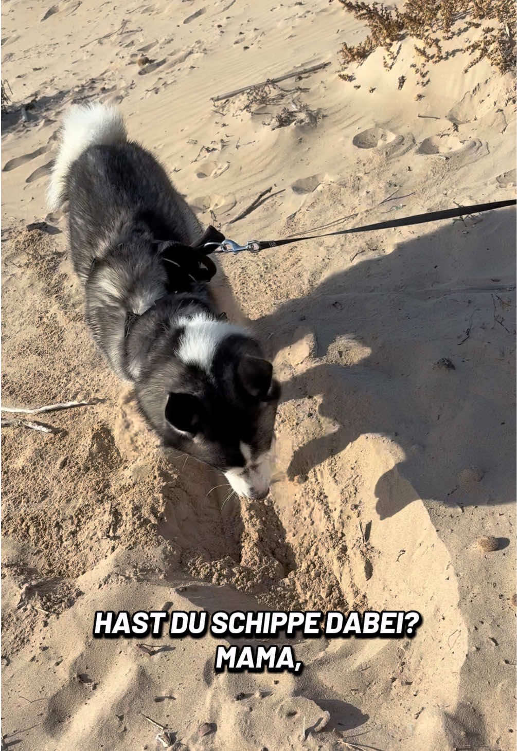 @HuskyShow