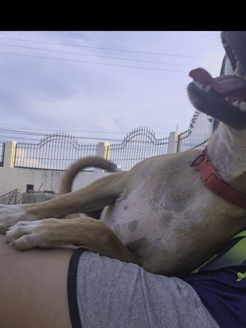 @Bimba/Nikita/Bruno🦴🐕